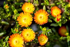 Delosperma 'Wheels of Wonder' Hot Pink Wonder - P12 - image 5