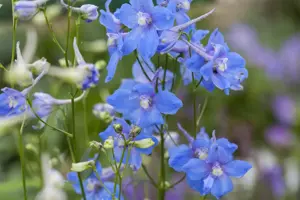 Delphinium (B) 'Cliveden Beauty'