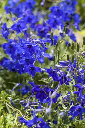 Delphinium (B) 'V?lkerfrieden' - P9