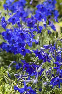 Delphinium (B) 'V?lkerfrieden'