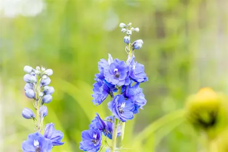 DELPHINIUM BLUE BIRD 1L - image 5