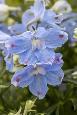 Delphinium 'Dark blue' - P11 - image 3