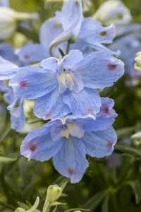 Delphinium 'Dark blue' - 2 Ltr pot - image 3