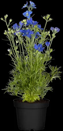 Delphinium 'Dark blue' - P11 - image 1