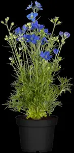 Delphinium 'Dark blue' - P11 - image 3