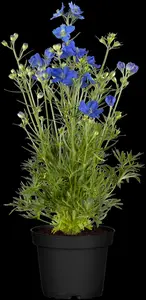 Delphinium 'Dark blue'