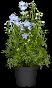 Delphinium 'Dark blue' - P11 - image 2