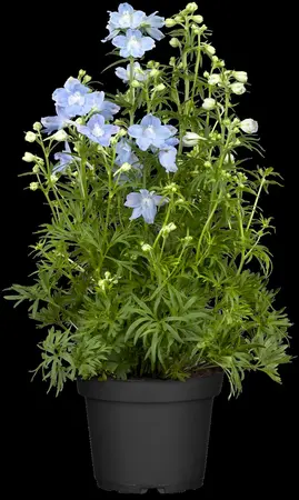 Delphinium 'Dark blue' - 2 Ltr pot - image 2