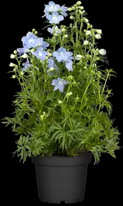 Delphinium 'Dark blue' - 2 Ltr pot - image 2