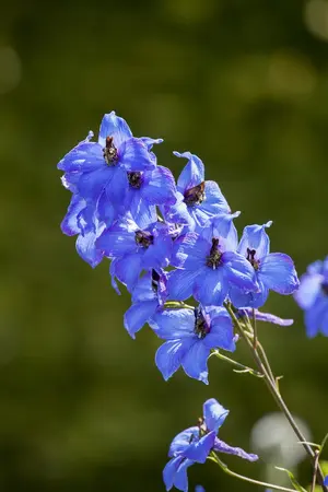 DELPHINIUM MAGIC FOUNTAIN MIXED 3L - image 1