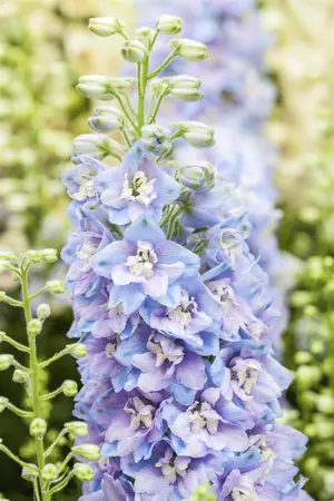 DELPHINIUM MAGIC FOUNTAIN MIXED 3L - image 2
