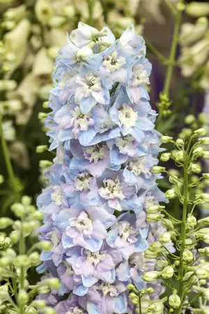 DELPHINIUM MAGIC FOUNTAIN MIXED 3L - image 3