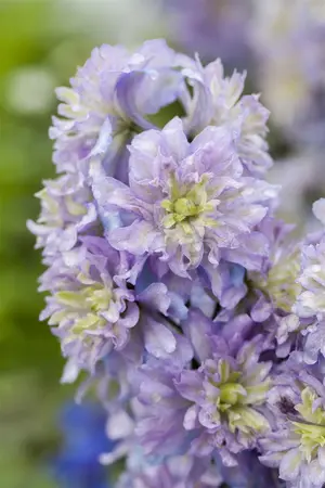 DELPHINIUM MAGIC FOUNTAIN MIXED 3L - image 4