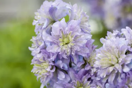 DELPHINIUM MAGIC FOUNTAIN MIXED 3L - image 5