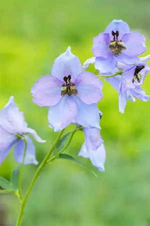 Delphinium 'Morgentau' - 2 Ltr pot - image 2
