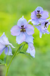 Delphinium 'Morgentau' - 2 Ltr pot - image 2