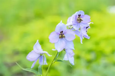 Delphinium 'Morgentau' - 2 Ltr pot - image 1