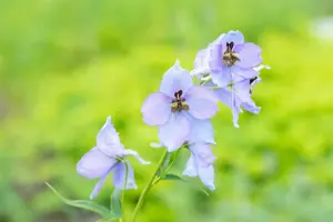 Delphinium 'Morgentau'