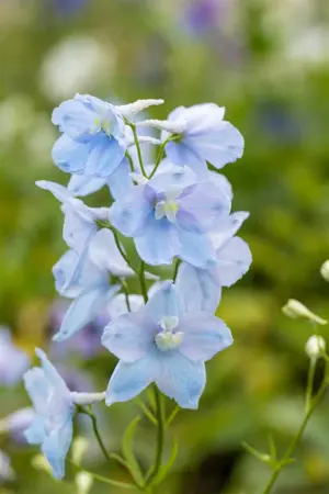 Delphinium (P) 'Astolat' - P11 - image 3