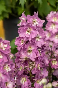 Delphinium (P) 'Astolat' - 2 Ltr pot - image 1