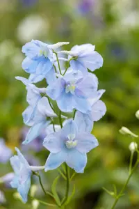 Delphinium (P) 'Astolat' - 2 Ltr pot - image 3
