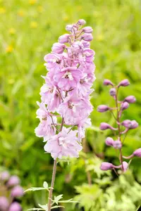 Delphinium (P) 'Astolat' - 2 Ltr pot - image 4