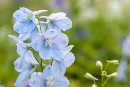 Delphinium (P) 'Astolat' - P9 - image 2