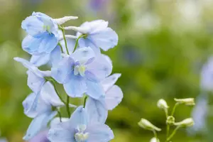 Delphinium (P) 'Astolat' - 2 Ltr pot - image 2