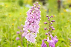 Delphinium (P) 'Astolat' - 2 Ltr pot - image 5