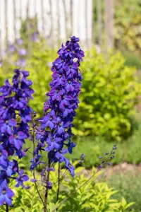 Delphinium (P) 'Black Knight'