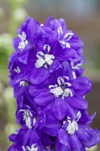 Delphinium (P) 'Blue Bird'