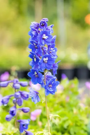 Delphinium (P) 'Blue Bird' - P9 - image 3
