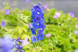 Delphinium (P) 'Blue Bird' - P9 - image 2