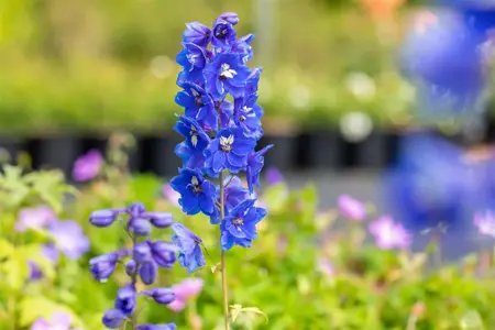 Delphinium (P) 'Blue Bird' - P9 - image 4