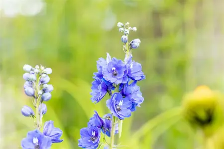 Delphinium (P) 'Blue Bird' - P9 - image 5
