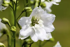Delphinium (P) 'Galahad' - 2 Ltr pot