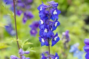 Delphinium (P) 'King Arthur' - P9 - image 2