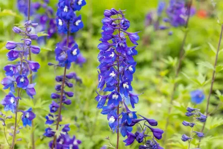 Delphinium (P) 'King Arthur' - P9 - image 2