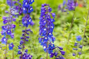 Delphinium (P) 'King Arthur' - P9 - image 2