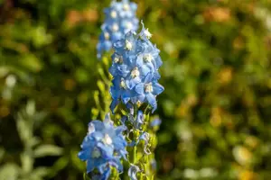 Delphinium (P) 'Summer Skies'