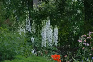 Delphinium 'White-Dark Bee'