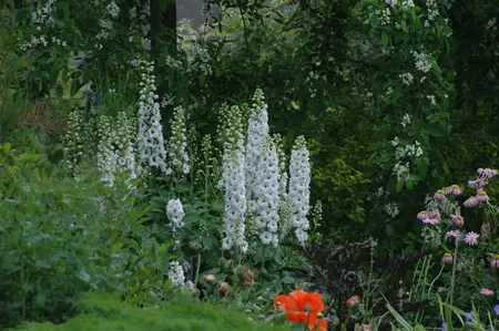 Delphinium 'White-Dark Bee' - 2 Ltr pot