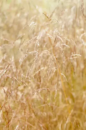 Deschampsia cesp. 'Goldschleier' - 2 Ltr pot - image 1