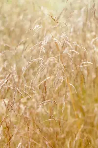 Deschampsia cesp. 'Goldschleier' - 2 Ltr pot - image 4