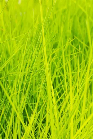 Deschampsia cesp. 'Goldschleier' - 4 Ltr pot - image 4