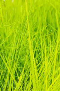 Deschampsia cesp. 'Goldschleier' - 4 Ltr pot - image 4