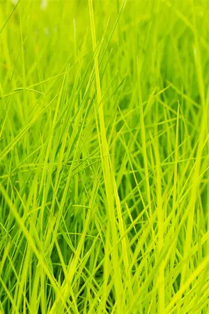 Deschampsia cesp. 'Goldschleier' - P11 - image 4