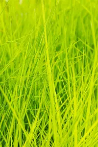Deschampsia cesp. 'Goldschleier' - P11 - image 4