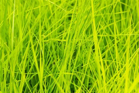 Deschampsia cesp. 'Goldschleier' - 2 Ltr pot - image 2