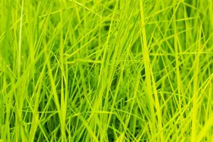 Deschampsia cesp. 'Goldschleier' - 2 Ltr pot - image 2